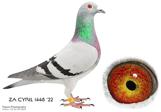 ZA CYRIL 1448 '22.jpg