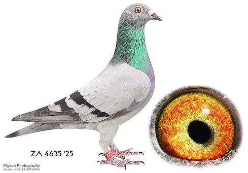 ZA TURFPET 4635 '25.jpg