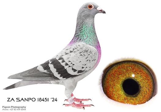 ZA SANPO 18451 24(1).jpg