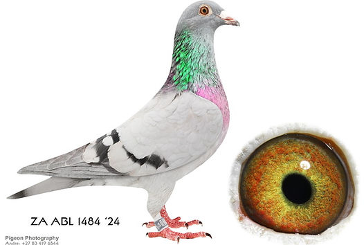ZA ABL 1484 '24.jpg