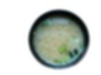 T24.MISO SOUP