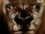 Field Museum, No. XI, ("Bushman the Gorilla")