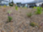Planting into gravel