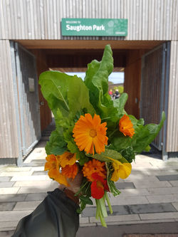 Edible planting