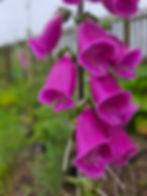 Foxglove