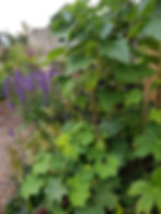 Edible planting