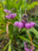 Nodding onion