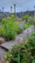 Summer in edible garden