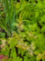 edible planting