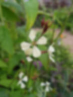 Edible planting mix