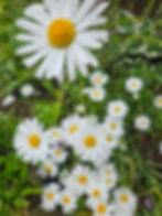 Ox eye daisy
