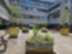 Rejuvenated courtyard garden at Lauriston Building Hospital in Edinburgh