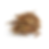 shatavari_20260106_155244_0003.png