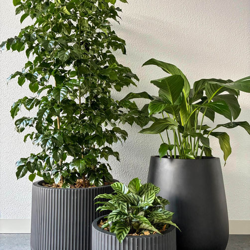 Indoor plant cluster for hire