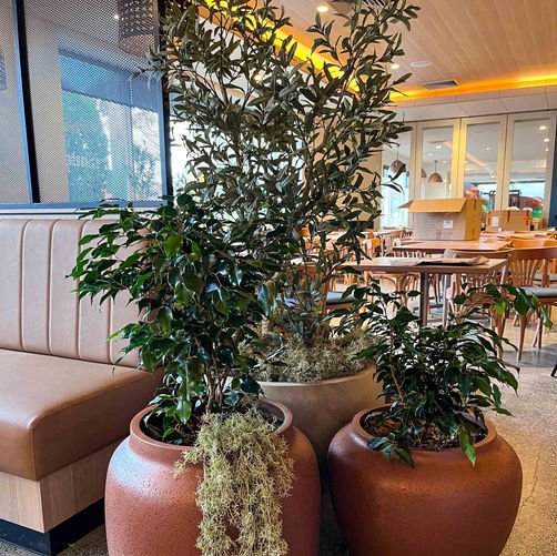 Artificial & Living Pot plant hire