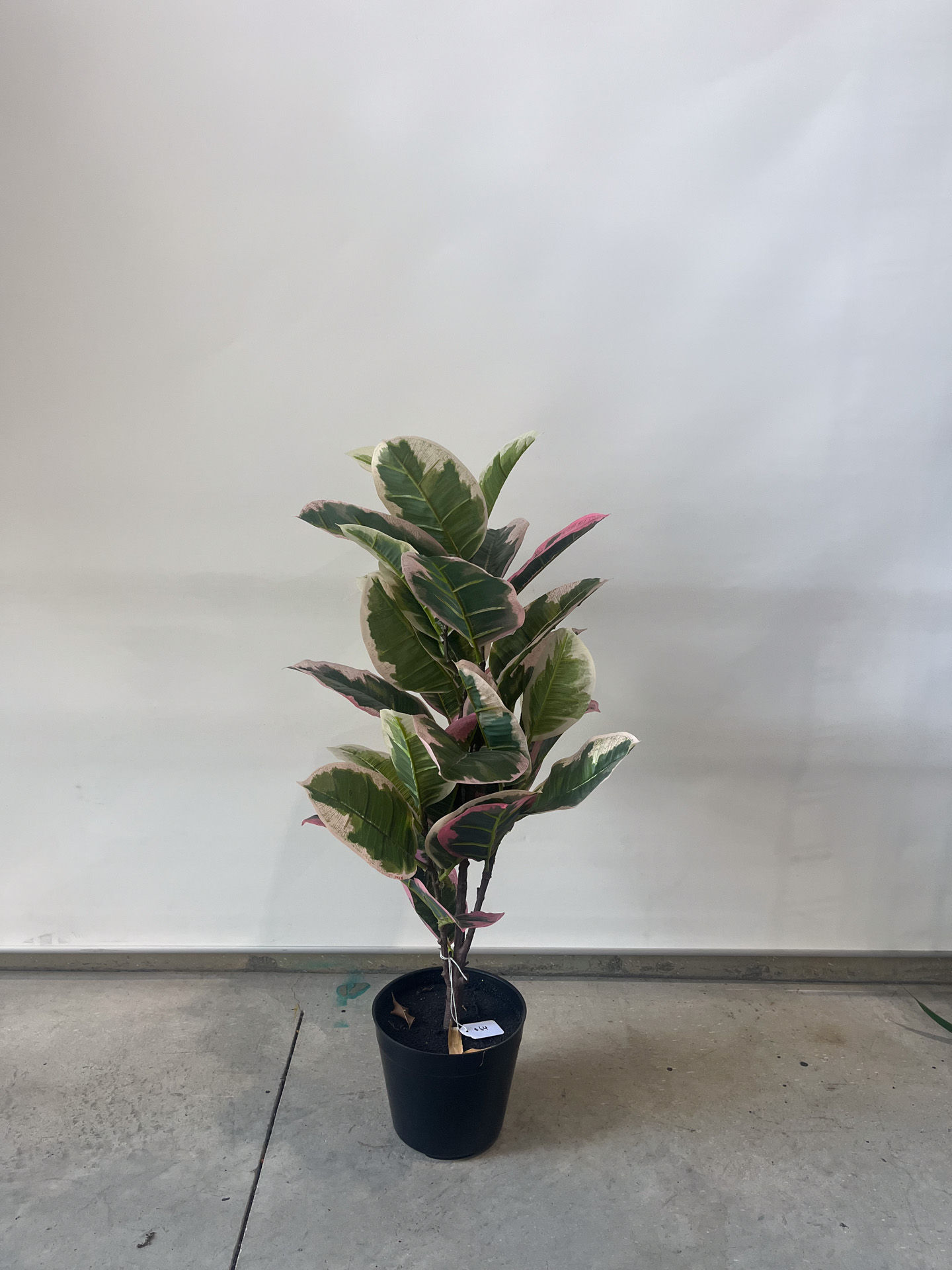 Parker Road Commercial Indoor Plants - Artificial Tri Colour Rubber Plant (Ficus)