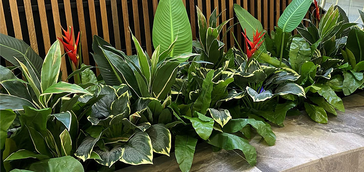 Parker Road - Commercial Greenery Experts-5.JPG