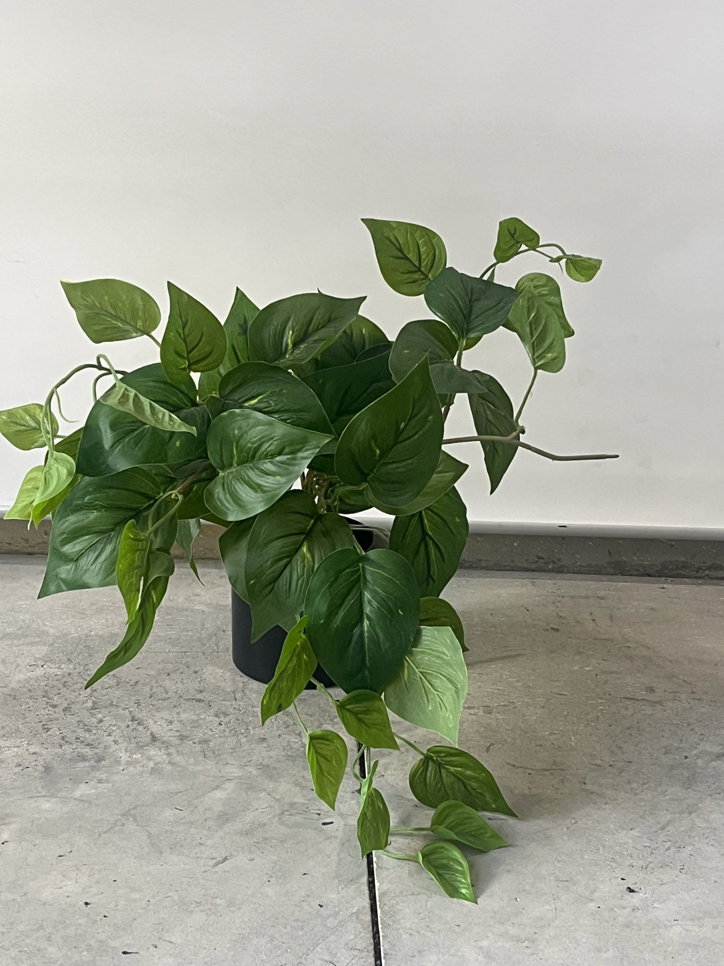 Australia's Commercial Indoor Greenery Experts - Artificial Pothos