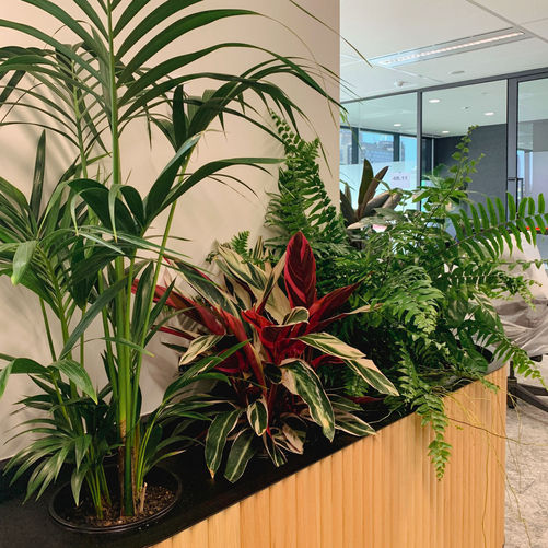 Parker Road Indoor Plant Hire Melbourne