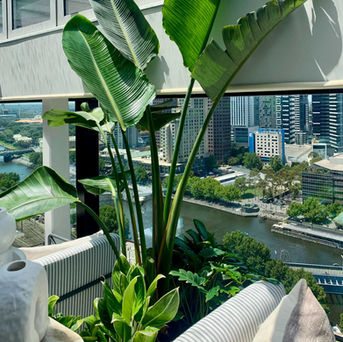 High Quality indoor plant hire installation