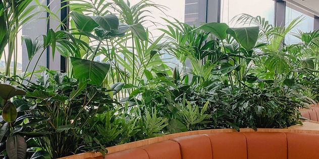 Parker Road Commercial Greenery Specialists-29_edited.jpg