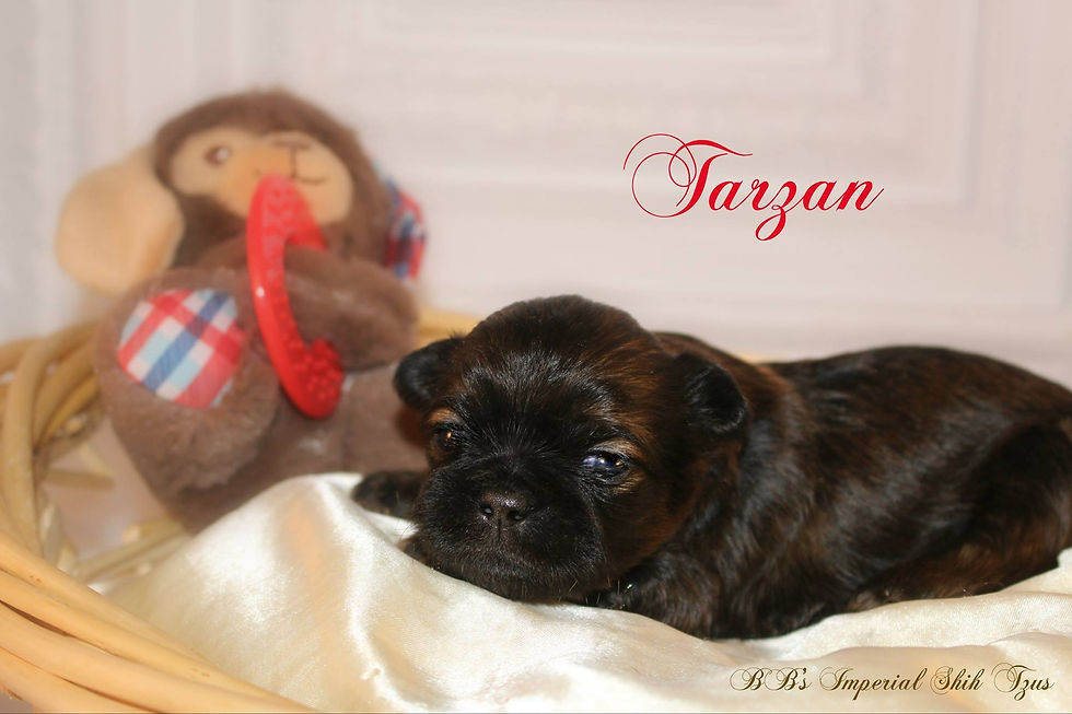 Tarzan