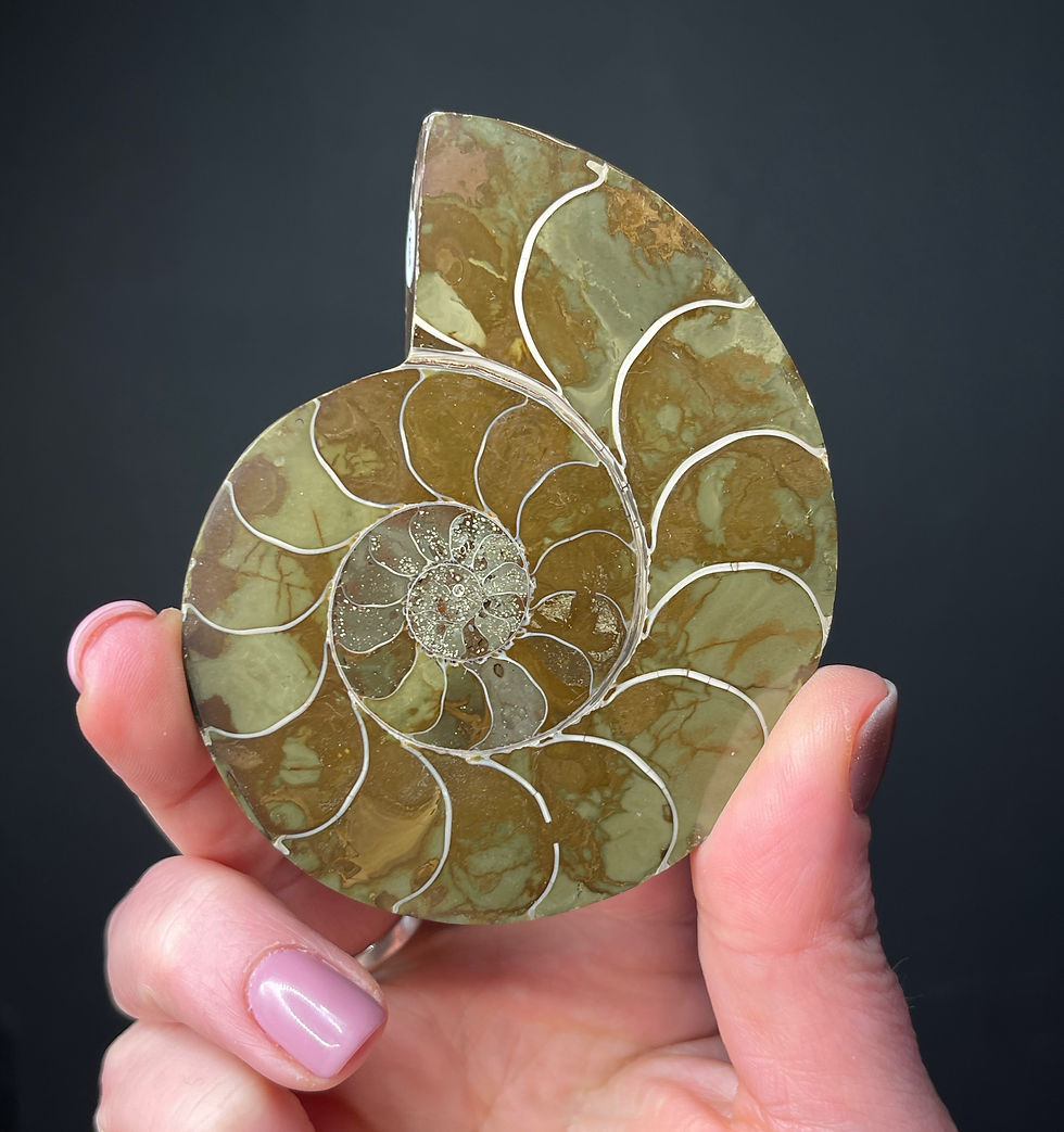 Thumbnail: Ammonite Fossil Set from Madagascar