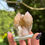 Thumbnail: Spirit Quartz Fairy Quartz Cactus Quartz Cluster Sourced South Africa 