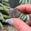 Thumbnail: Purpurite Unpolished Tumble Stone Spiritual Awareness 