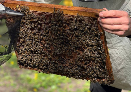 Атестація бджолярів