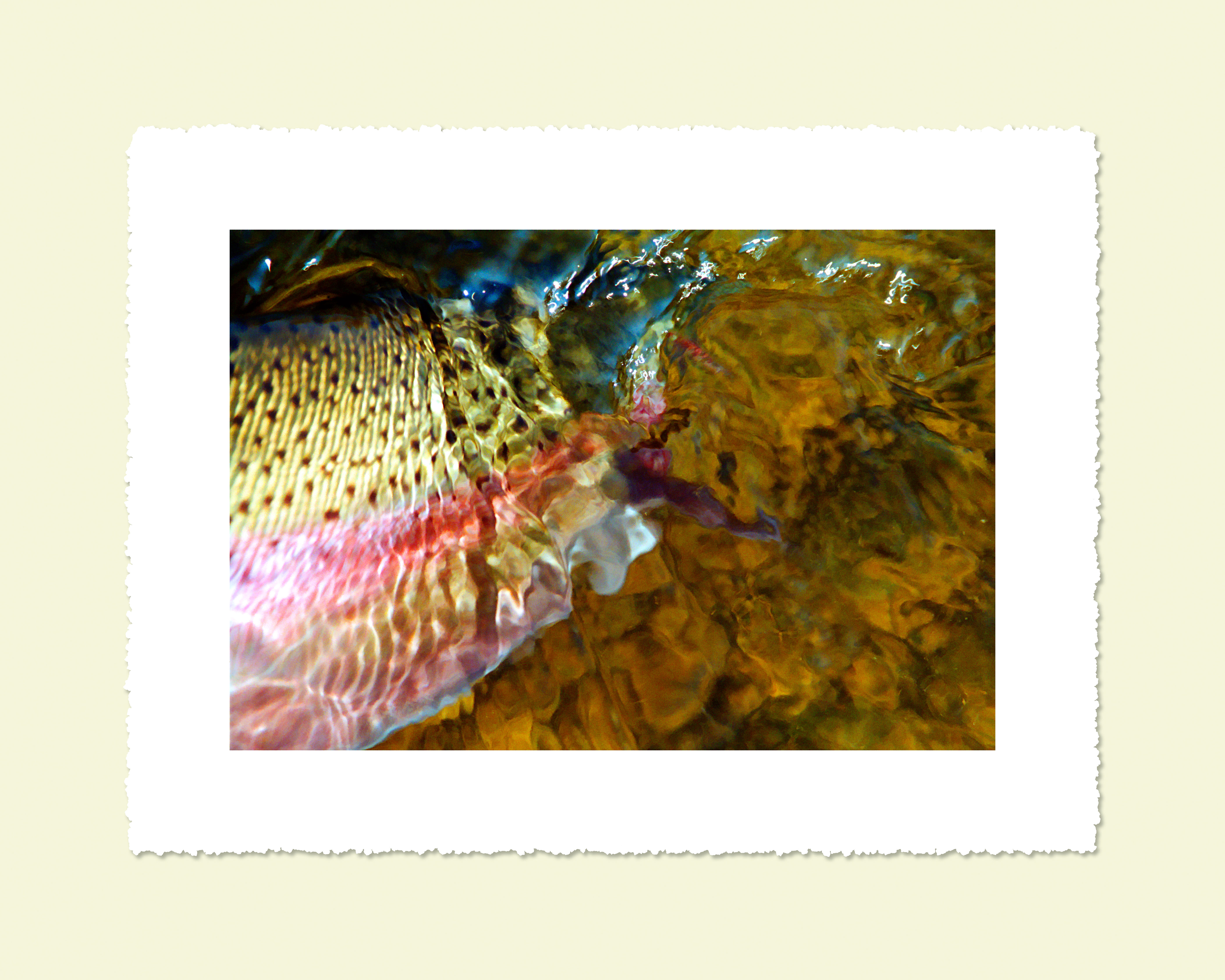 A Flash of Crimson 16 x 12