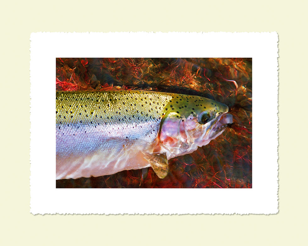 Steelhead & Willow Roots No.3 16 x 12