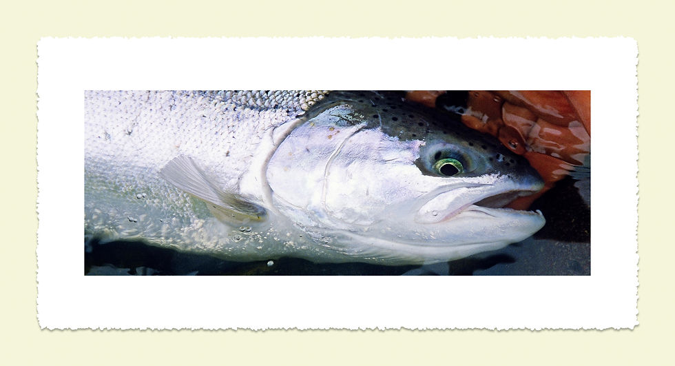 With the Shine of the Sea 22 x 10