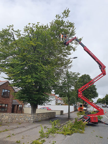 Image shows a red cherry picker with two men on it next to some trees.