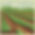 vegetable field.jpg