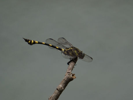Nature Log - 5 June 2024