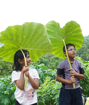 Children with Colocasia Umbrella on WildEd Waterfalls Trek