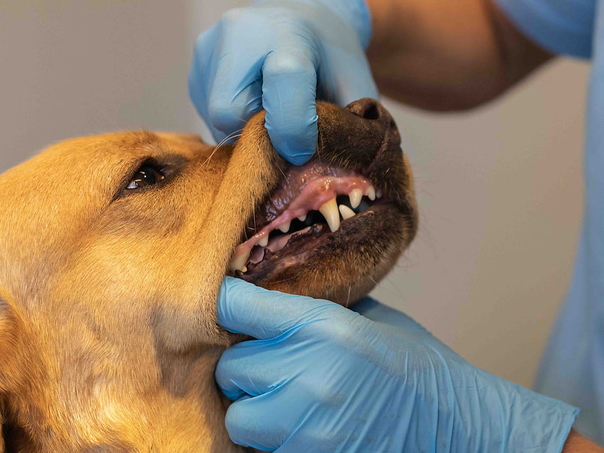 hund får tandundersøgelse hos dyrlægen