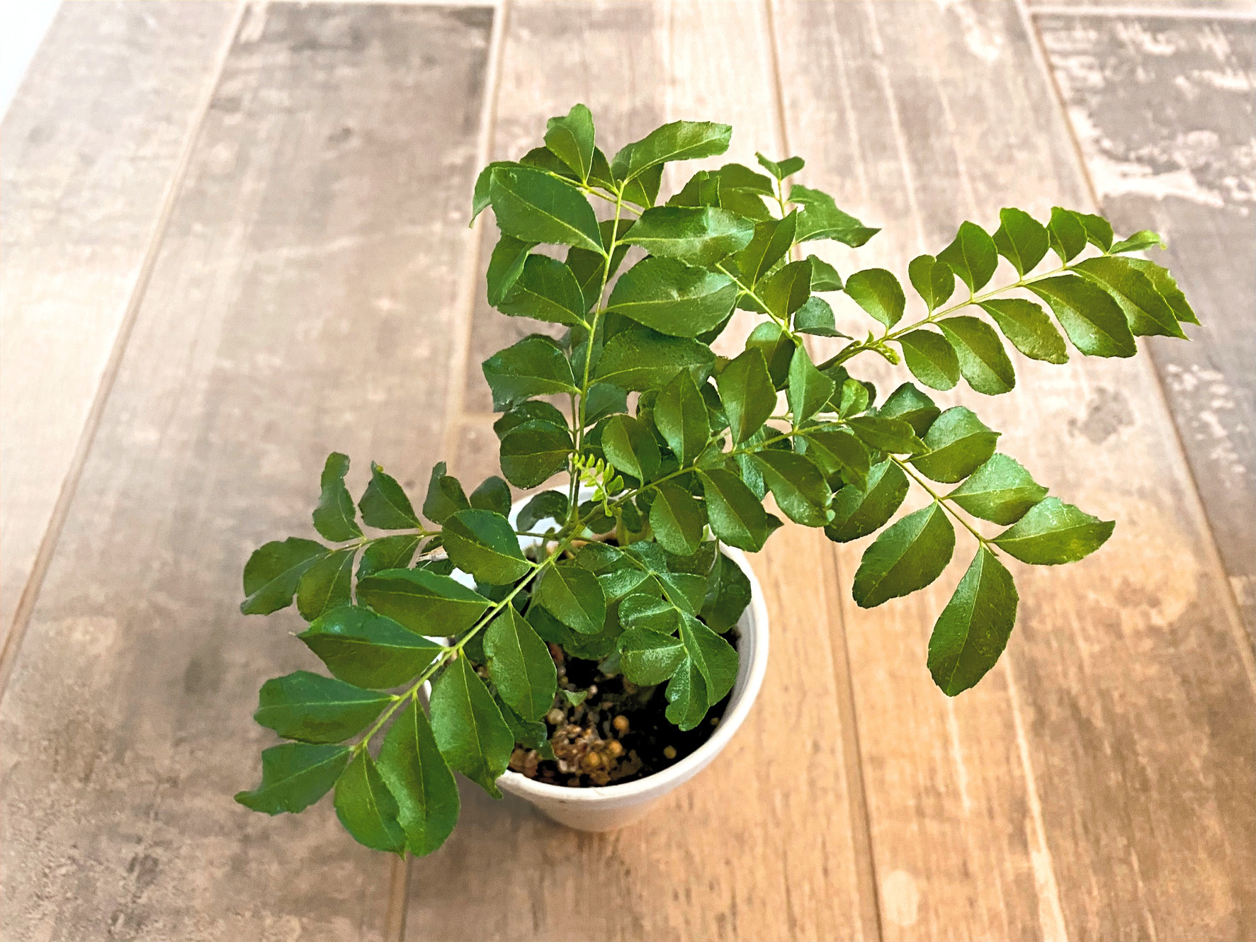 Curry Leaf Plants