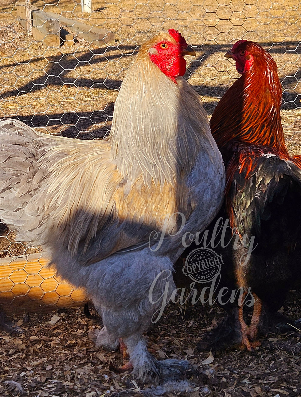 Thumbnail: Isabel Brahma