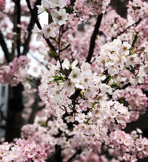 3月24日