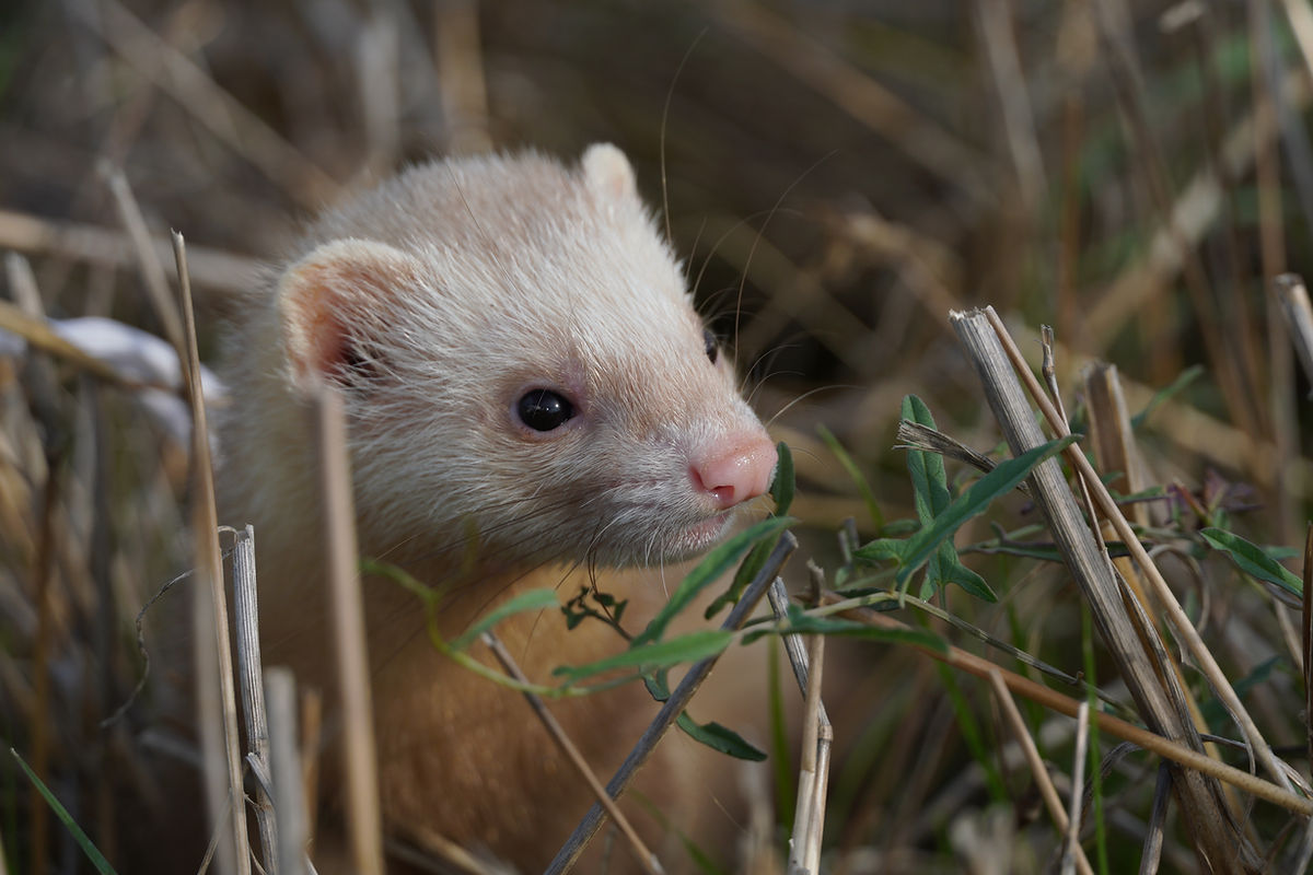 furetto color champagne