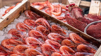 Gamba Roja de Almería: una de las mejores gambas del mundo
