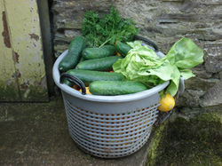 46-raccolto dell'orto