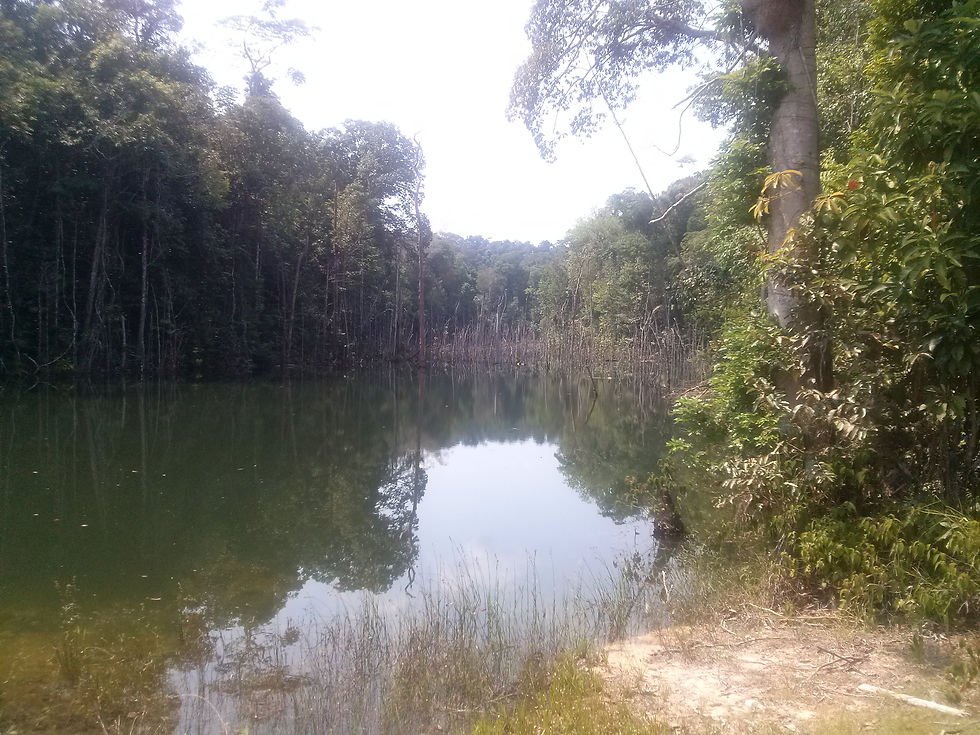 FAZENDA DA UFAM