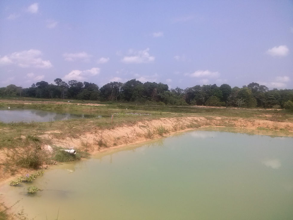 FAZENDA DA UFAM