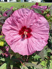 Hibiscus