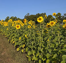 sunflower25.jpg