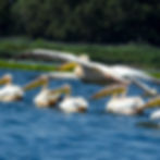 Great white pelicans taking flight from blue Danube Delta waters during a bird‑watching tour