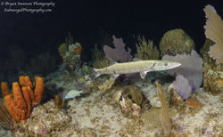 Great Barracuda